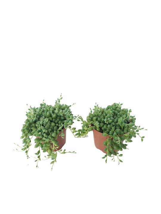 Senecio Herreianus Pflanze Mit 20cm Höhe