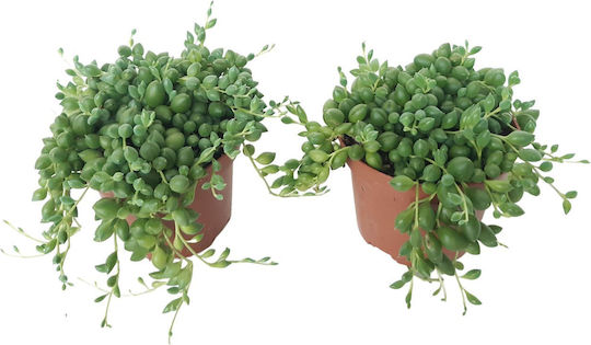Senecio Herreianus Plantă Înălțime 20 cm