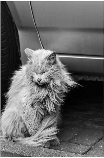 iLovePrints Gemälde Schwarz Weiß Katze Sitzt Neben Einem Auto 60x90
