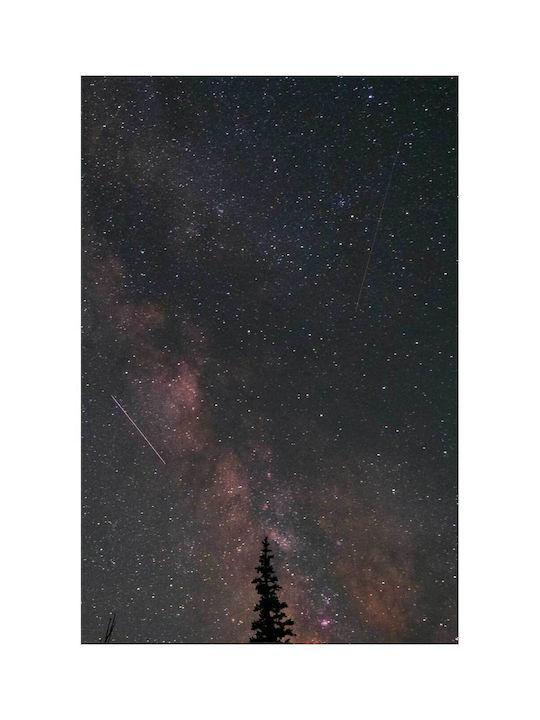 Панел Night Sky Stars Дърво Нощно Небе Звезди Дървета 100x150