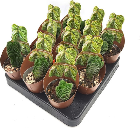 Succulent Crassula Buddha’s Temple