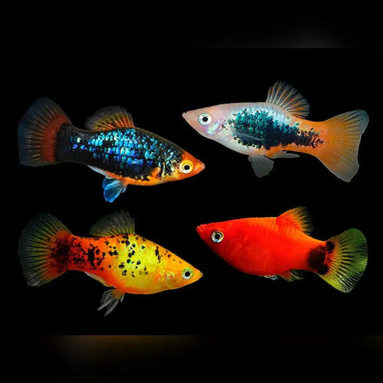 Platy Mix