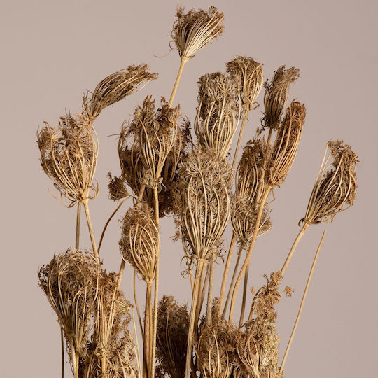 Globostar Wildcarrot 36546 Dried Wild Carrot Plant Bouquet of Decorative Beige Branches H60cm Set of 10 Pieces