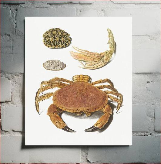 A Crab, A Pair Of Crab Claws And Two Turtle Shells By Johann Gustav Hoch (1716–1779)