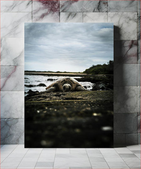 Sea Turtle On Rocky Shore Θαλάσσια Χελώνα Στη Βραχώδη Ακτή Sea Turtle On Rocky Shore Θαλάσσια Χελώνα Στη Βραχώδη Ακτή