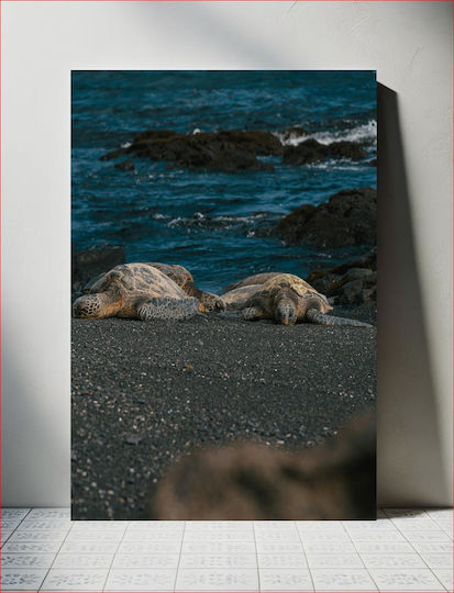 Sea Turtles On Rocky Shore Θαλάσσιες Χελώνες Στη Βραχώδη Ακτή 1 Sea Turtles On Rocky Shore Θαλάσσιες Χελώνες Στη Βραχώδη Ακτή 1