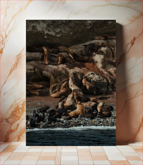 Sea Lions On A Rocky Shore Θαλάσσια Λιοντάρια Σε Μια Βραχώδη Ακτή Sea Lions On A Rocky Shore Θαλάσσια Λιοντάρια Σε Μια Βραχώδη Ακτή