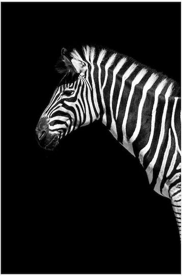 Painting Zebra In Black White Zebra In Black White 100x150