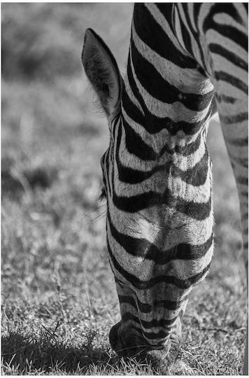 Панел Grazing Zebra В Черно И Бяло Зебра На Паша 100x150