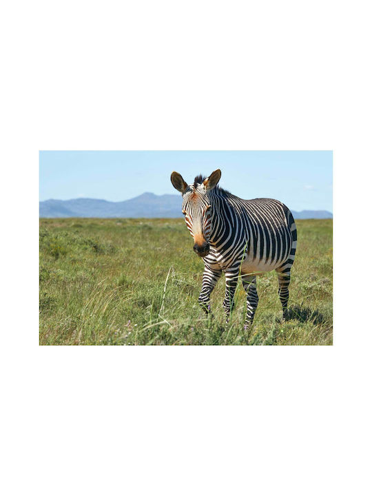 Панел Zebra In Field Зебра В Полето 100x70