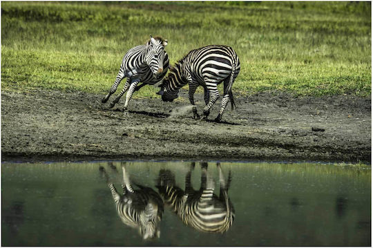 Panou Zebre Lângă Apă 100x70