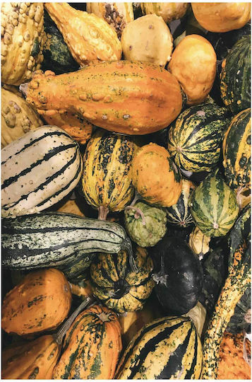 Панел Colorful Gourds Полихромни Тикви 100x150