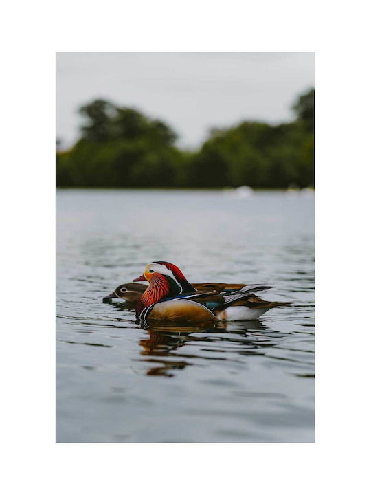 iLovePrints Gemälde Bunte Enten Auf Einem See 70x100