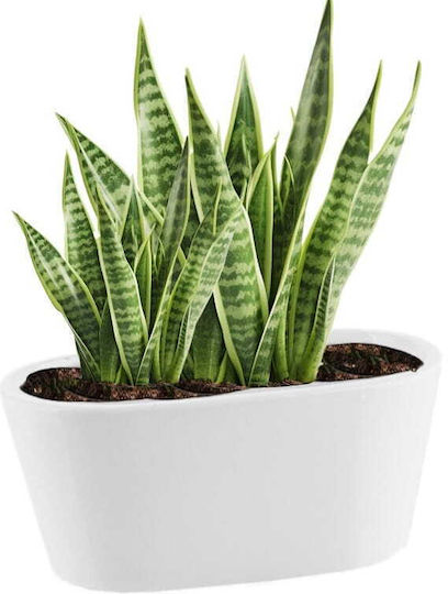 Keramische Blumenkasten Weiß Piano