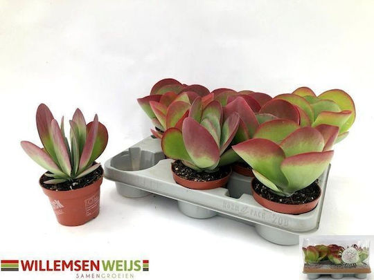Kalanchoe Thyrsiflora