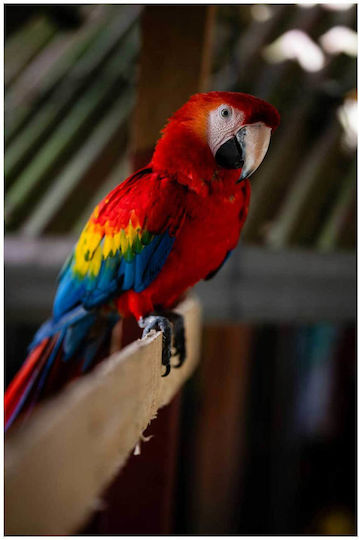 Πίνακας Colorful Parrot On A Perch Πολύχρωμος Παπαγάλος Μια Πέρκα 70x100