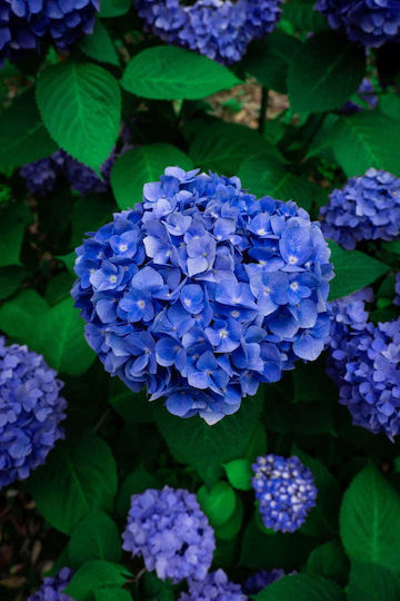 Florovit Liquid Fertilizer Hydrangeas 1l Mineral