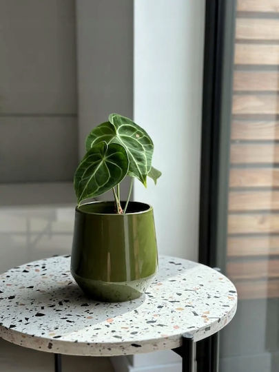 Polnix Kaspou Ceramic Verde cu Suport 13x13cm