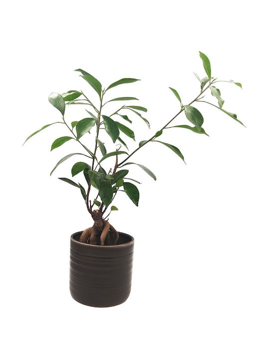 Σύνθεση Ficus Bonsai Κεραμικό Κασπώ Dark-oak