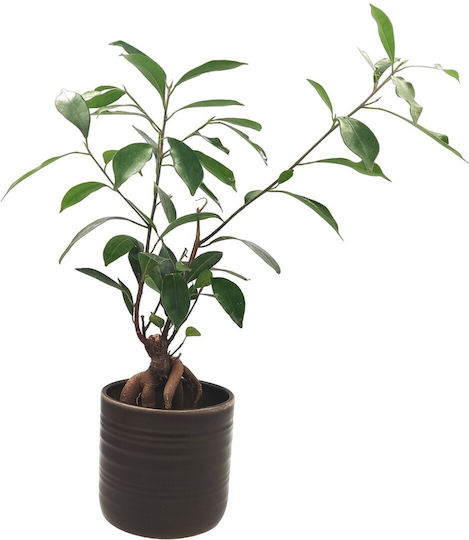 Compoziție Ficus Lyrata Bonsai Ghiveci Ceramic Stejar Închis