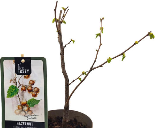 Бяло Хейзъл ”corylus Garibaldi” – Растение
