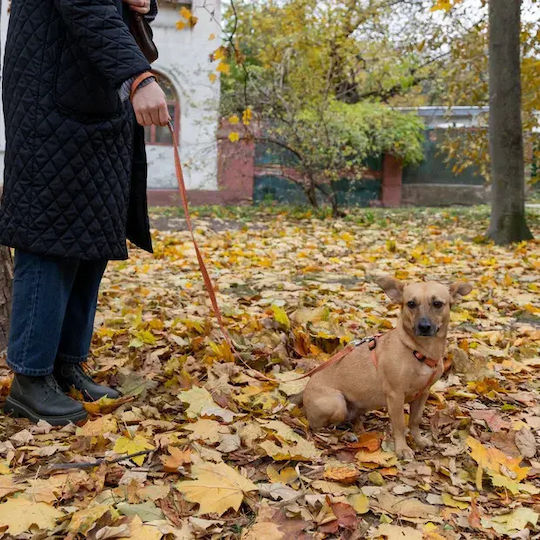 Ferplast Dog Leash/Lead Strap in Orange Colour