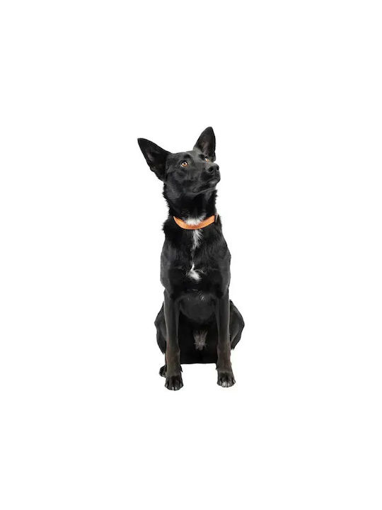 Ferplast Greener Hundehalsband Xs-s Orange