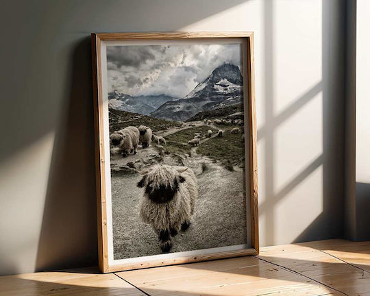Poster Sheep Pst25129 40cm X 50cm Premium Black Wooden Frame