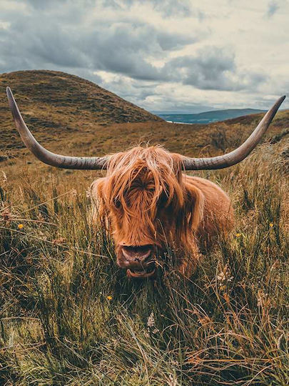 Poster Highland Cow Pst25106 40cm X 50cm Premium Μαύρο Ξύλινο Κάδρο