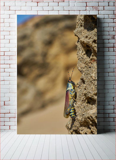 Πίνακας Close-up Colorful Insect On Rock Κοντινό Πλάνο Πολύχρωμου Εντόμου Βράχο 70x100 Πίνακας Close-up Colorful Insect On Rock Κοντινό Πλάνο Πολύχρωμου Εντόμου Βράχο 70x100