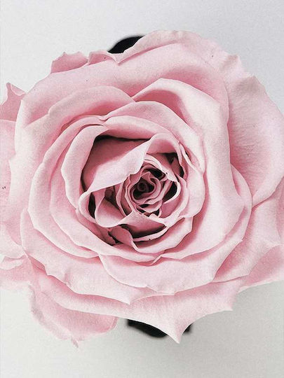 Rose P Ξύλινο