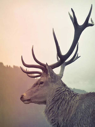 Reindeer P Ξύλινο