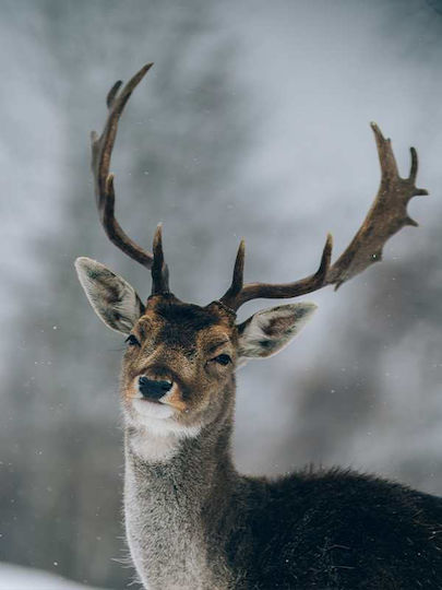 Reindeer P Ξύλινο