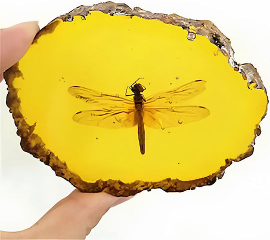 Amber Dragonfly – Amber Imitation Realistic Insect Decorative Embedded Insect Ideal for Collections Educational Purposes