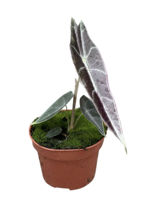 Alocasia Longiloba Purple Alocasia Longiloba Purple