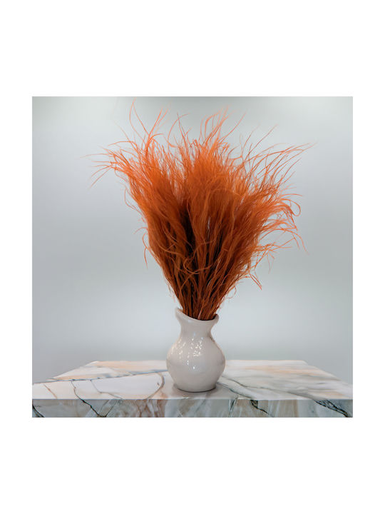 Iarbă Stipa Uscată Aripă Stipa Pennata Terracota Închisă