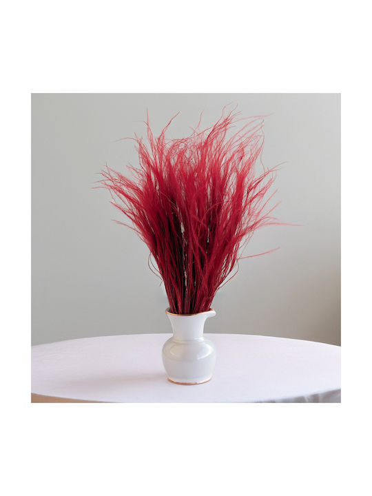 Dried Stipa Feather Grass Stipa Pennata Burgundy