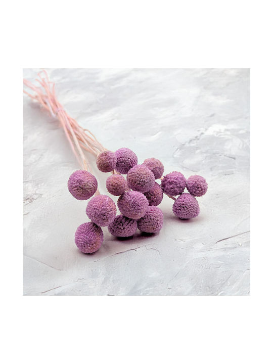 Dried Craspedia Craspedia Extra Purple Bouquet 15 Pcs