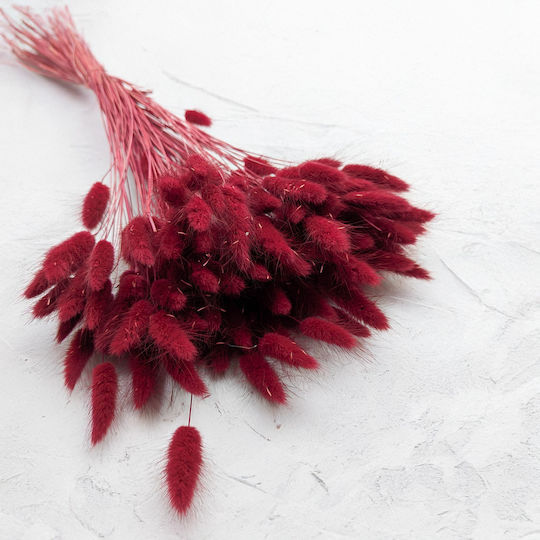 Dried Lagurus Bunny Tail Grass Burgundy