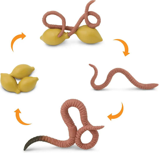 Safari Ltd Life Cycle of a Worm Εκπαιδευτικό Παιχνίδι Γνώσεων για 4+ Ετών