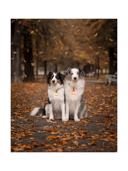 Orbiloc Hundehalsband Beleuchtetes Lila Orbiloc Hundehalsband Beleuchtetes Lila