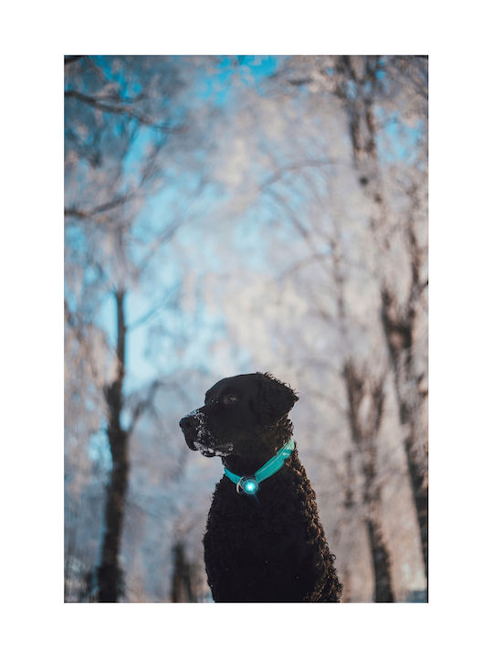 Orbiloc Hundehalsband Beleuchtetes Türkises Licht