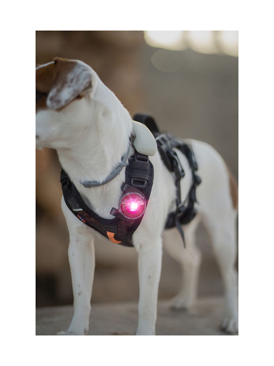 Light Orbiloc Dog Dual Blue