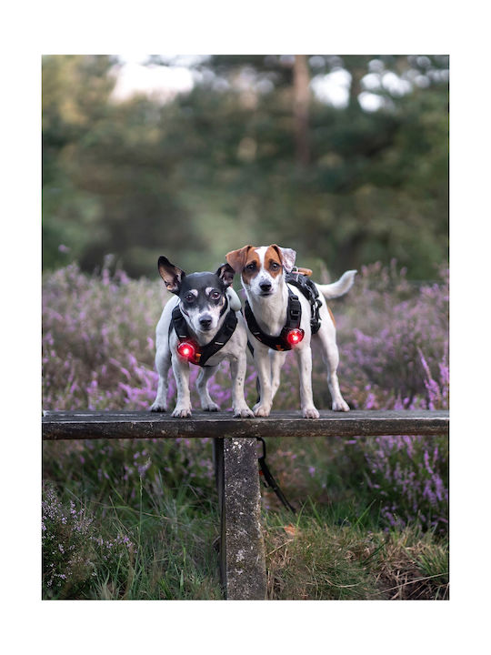 Φωτάκι Orbiloc Dog Dual White