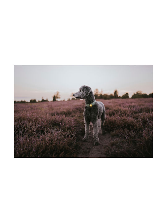 Orbiloc Hundehalsband Beleuchtetes Gelbes