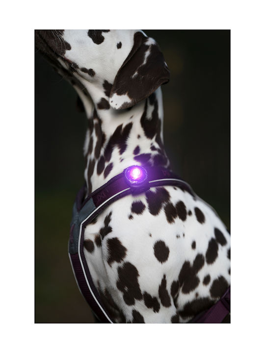 Orbiloc Hundehalsband Beleuchtetes Türkises Licht