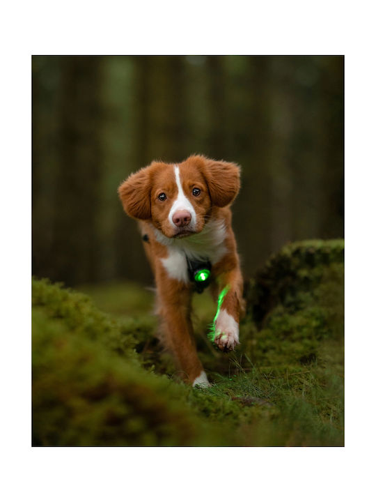 Orbiloc Hundehalsband Beleuchtetes Gelbes