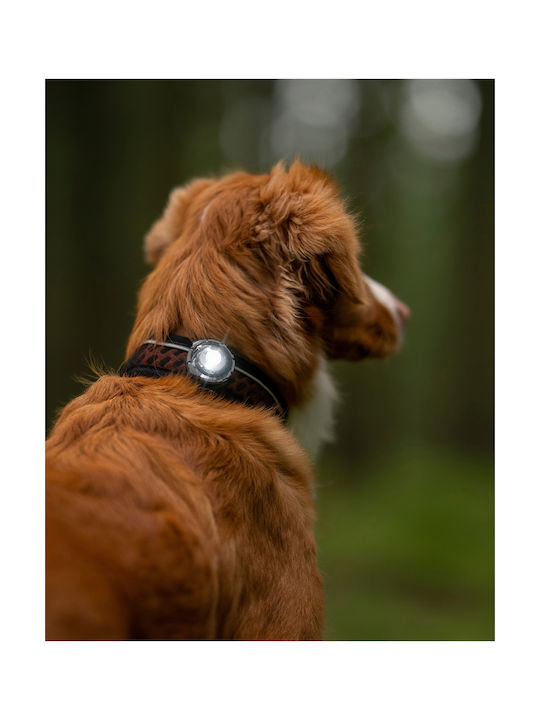 Φωτάκι Orbiloc Dog Dual Purple