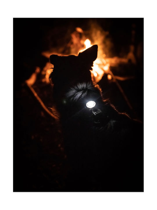 Φωτάκι Orbiloc Dog Dual Purple