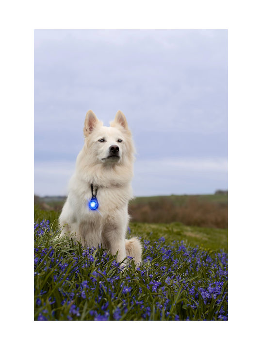 Φωτάκι Orbiloc Dog Dual White
